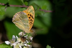David Plant Photography - Wildlife Photography - Silver-washed fritillary - F
